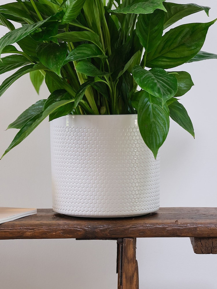 Beards & Daisies Cool Grey Peace Lily & Capri Pot - Image 3 of 3