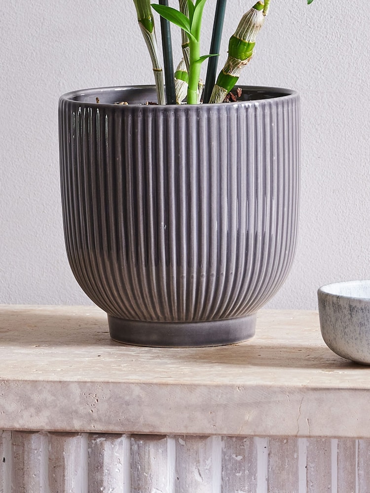 Beards & Daisies Grey ZZ Plant & Earthenware Pot - Image 3 of 3