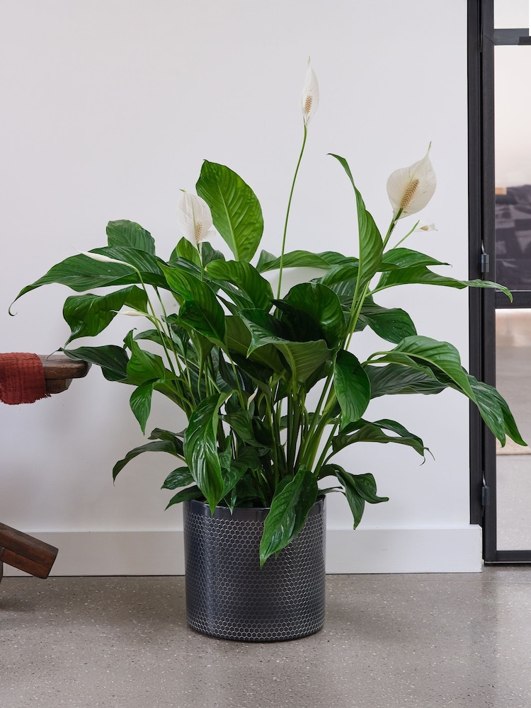 Beards & Daisies Granite Peace Lily & Capri Pot - Image 1 of 3 Beards & Daisies Granite Peace Lily & Capri Pot - Image 1 of 3