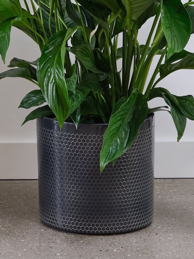 Beards & Daisies Granite Peace Lily & Capri Pot - Image 3 of 3