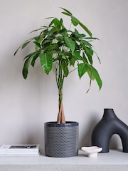 Beards & Daisies Granite Money Tree & Capri Pot - Image 1 of 4