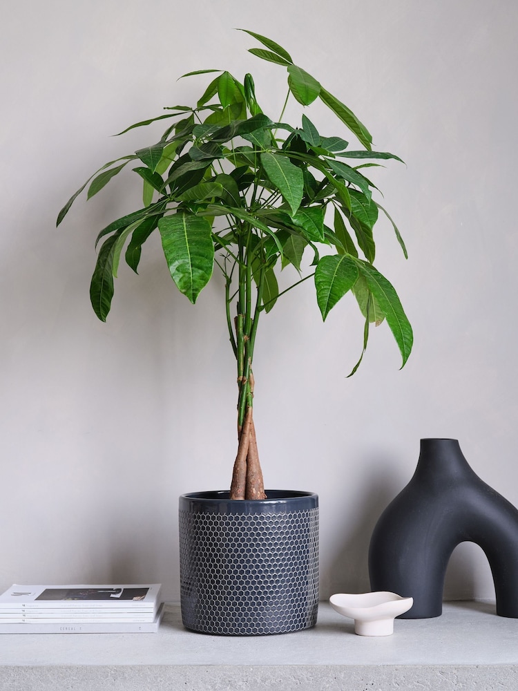Beards & Daisies Granite Money Tree & Capri Pot - Image 1 of 4