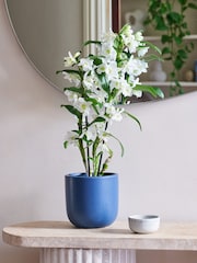 Beards & Daisies Inky Blue Orchid & Earthenware Pot - Image 1 of 3