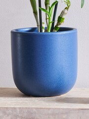 Beards & Daisies Inky Blue Orchid & Earthenware Pot - Image 3 of 3