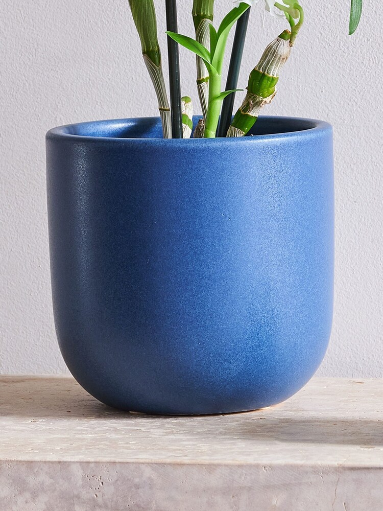 Beards & Daisies Inky Blue Orchid & Earthenware Pot - Image 3 of 3