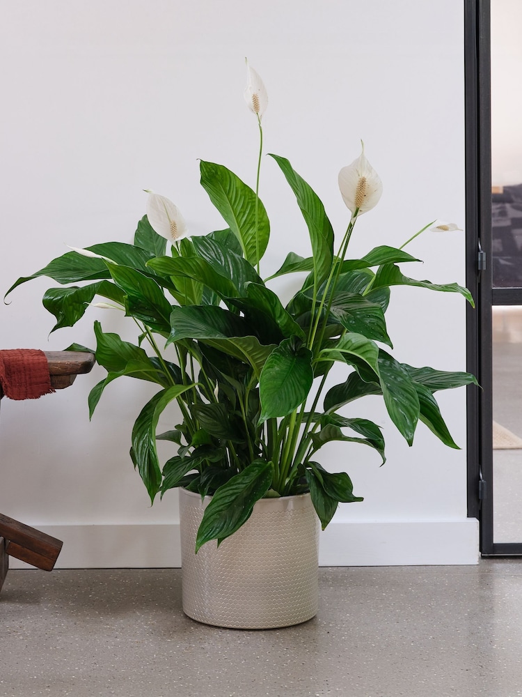 Beards & Daisies Light Green Peace Lily & Capri Pot - Image 1 of 3 Beards & Daisies Light Green Peace Lily & Capri Pot - Image 1 of 3
