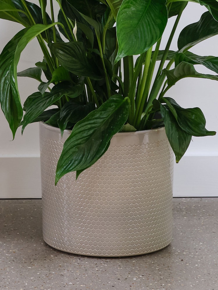 Beards & Daisies Light Green Peace Lily & Capri Pot - Image 3 of 3 Beards & Daisies Light Green Peace Lily & Capri Pot - Image 3 of 3