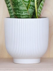 Beards & Daisies White Snake Plant & Ribbed Pot - Image 3 of 3