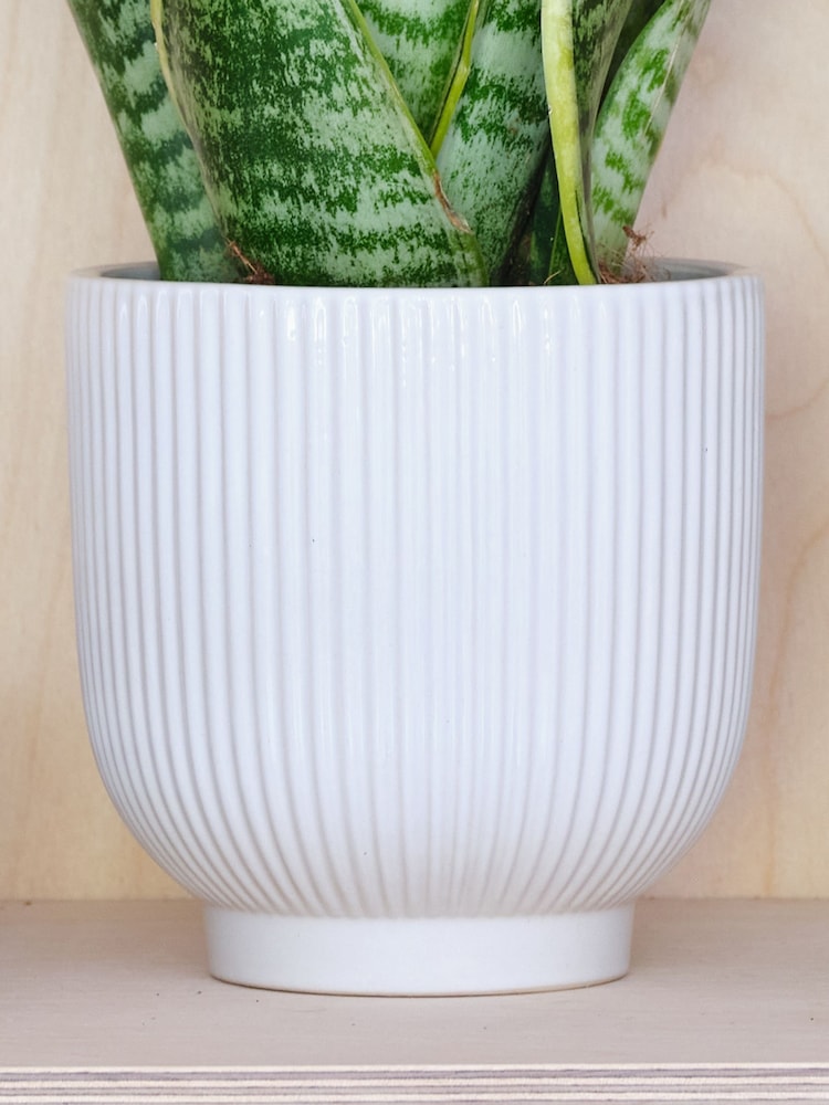 Beards & Daisies White Snake Plant & Ribbed Pot - Image 3 of 3