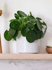 Beards & Daisies Cool Grey Money Plant & Capri Pot - Image 1 of 4