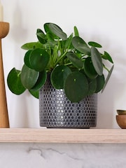 Beards & Daisies Granite Money Plant & Capri Pot - Image 1 of 4