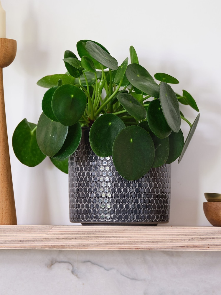 Beards & Daisies Granite Money Plant & Capri Pot - Image 1 of 4