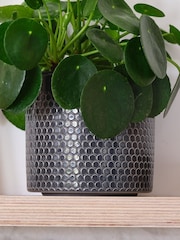 Beards & Daisies Granite Money Plant & Capri Pot - Image 4 of 4