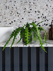 Beards & Daisies Granite Fishbone Cactus & Capri Pot - Image 1 of 3