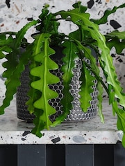 Beards & Daisies Granite Fishbone Cactus & Capri Pot - Image 3 of 3