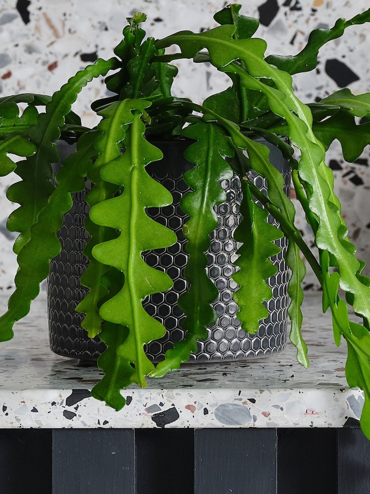 Beards & Daisies Granite Fishbone Cactus & Capri Pot - Image 3 of 3 Beards & Daisies Granite Fishbone Cactus & Capri Pot - Image 3 of 3