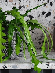 Beards & Daisies Pink Fishbone Cactus & Ribbed Pot - Image 2 of 3