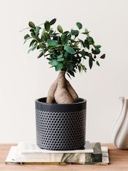 Beards & Daisies Granite Ficus Ginseng & Capri Pot - Image 1 of 4
