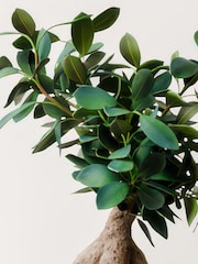 Beards & Daisies Granite Ficus Ginseng & Capri Pot - Image 2 of 4
