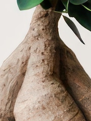 Beards & Daisies Granite Ficus Ginseng & Capri Pot - Image 3 of 4