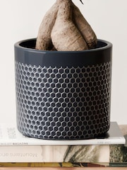 Beards & Daisies Granite Ficus Ginseng & Capri Pot - Image 4 of 4