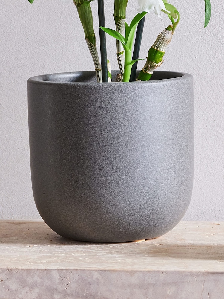 Beards & Daisies Graphite Orchid & Earthenware Pot - Image 3 of 3