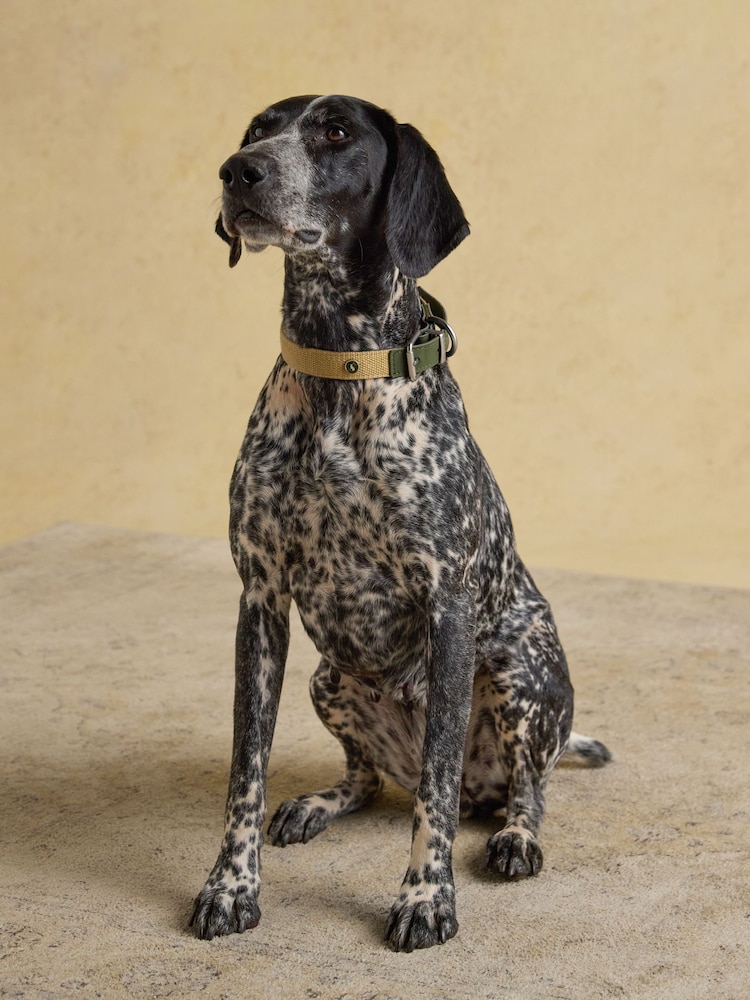Joules Khaki Green Pet Collar - Image 2 of 6 Joules Khaki Green Pet Collar - Image 2 of 6