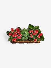 Red Trio of Christmas Plants in Light Up Wooden Box - Image 5 of 6