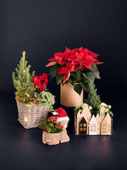 White Trio of Christmas Plants in Light Up Wooden Box - Image 4 of 6