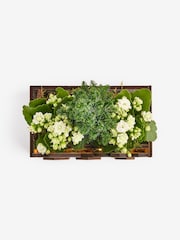 White Trio of Christmas Plants in Light Up Wooden Box - Image 6 of 6