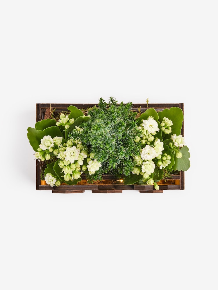 White Trio of Christmas Plants in Light Up Wooden Box - Image 6 of 6 White Trio of Christmas Plants in Light Up Wooden Box - Image 6 of 6