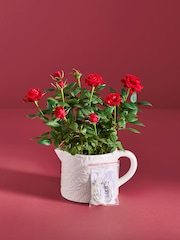 Red Rose Plant in Christmas Jug - Image 3 of 5