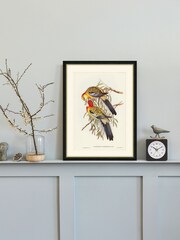 Brookpace Lascelles Multi Black Slim Hand Made in UK'Splendid Parakeet' By Elizabeth Gould in a Frame With Antique Champagne Silver Inner Bezel 40 x 50 - Image 1 of 4