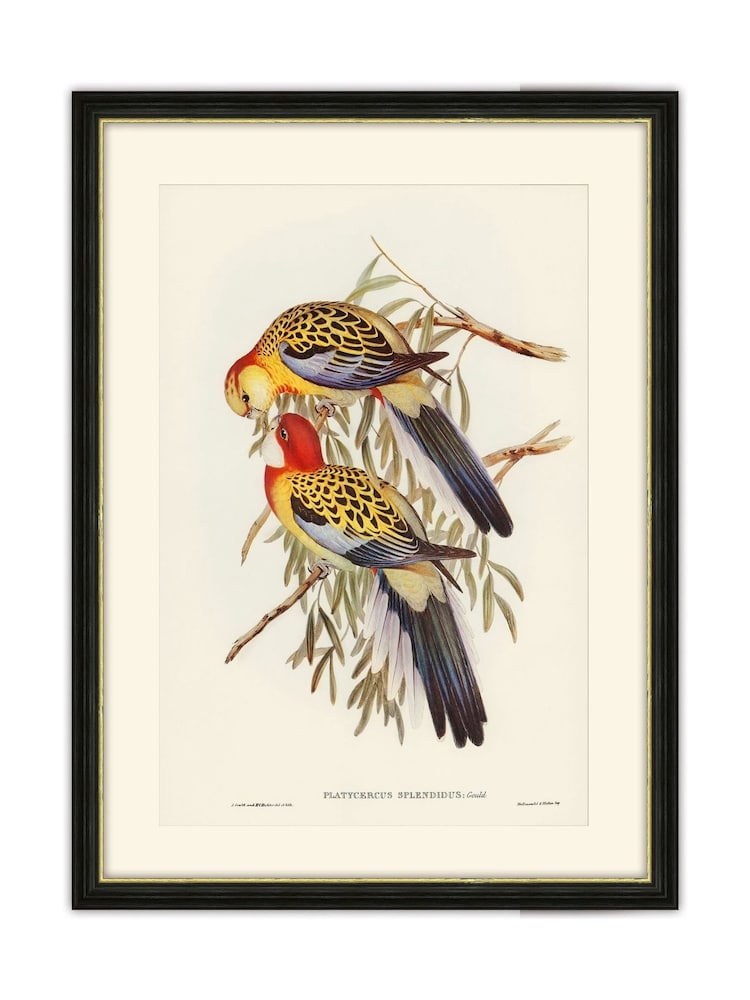 Brookpace Lascelles Multi Black Slim Hand Made in UK'Splendid Parakeet' By Elizabeth Gould in a Frame With Antique Champagne Silver Inner Bezel 40 x 50 - Image 2 of 4 Brookpace Lascelles Multi Black Slim Hand Made in UK'Splendid Parakeet' By Elizabeth Gould in a Frame With Antique Champagne Silver Inner Bezel 40 x 50 - Image 2 of 4