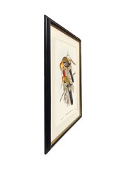 Brookpace Lascelles Multi Black Slim Hand Made in UK'Splendid Parakeet' By Elizabeth Gould in a Frame With Antique Champagne Silver Inner Bezel 40 x 50 - Image 3 of 4