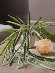 Abigail Ahern Green Artificial Rhipsalis Plant - Image 1 of 4