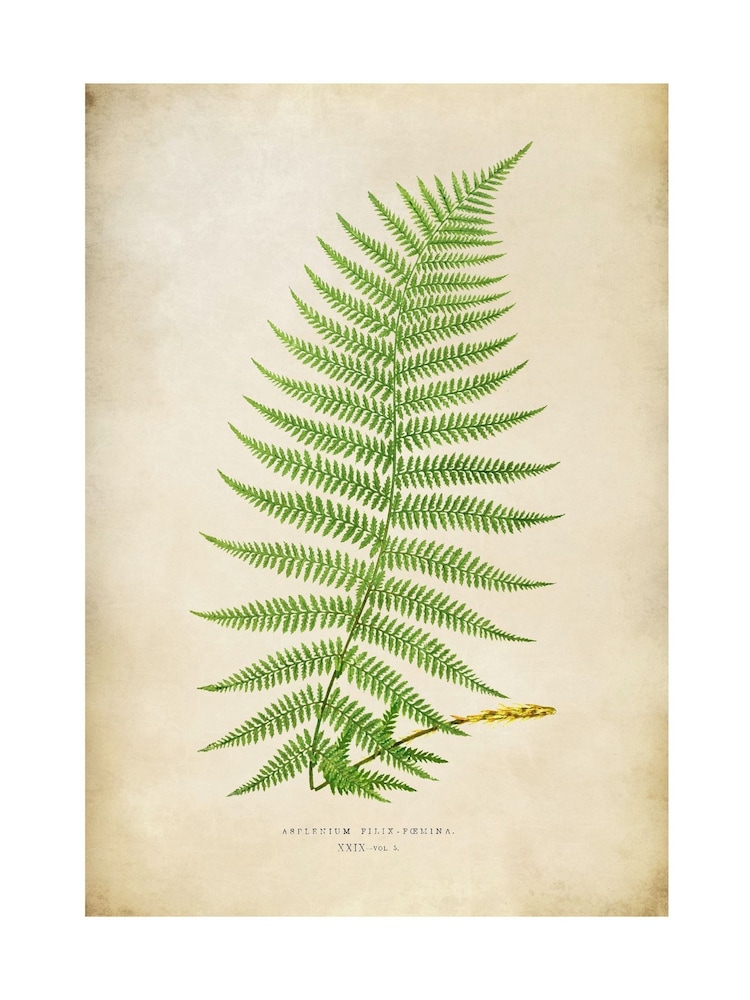 Graham & Brown Green Asplenium Filix Foemina Wood Frame - Image 4 of 4 Graham & Brown Green Asplenium Filix Foemina Wood Frame - Image 4 of 4