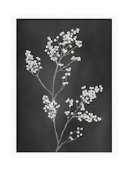 Graham & Brown Multicolour Flower Press Black White Frame - Image 2 of 4