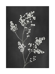 Graham & Brown Multicolour Flower Press Black White Frame - Image 4 of 4