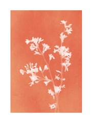 Graham & Brown Orange Flower Press Frame - Image 4 of 4