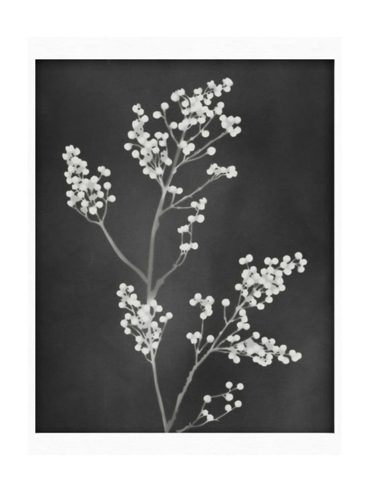 Graham & Brown Black Flower Press Frame - Image 2 of 4 Graham & Brown Black Flower Press Frame - Image 2 of 4