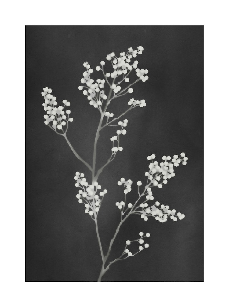 Graham & Brown Black Flower Press Frame - Image 4 of 4 Graham & Brown Black Flower Press Frame - Image 4 of 4