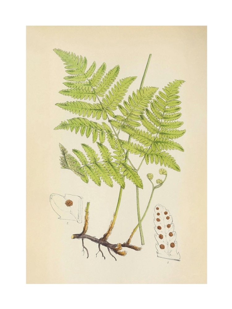 Graham & Brown Green Branching Life Wood Frame - Image 4 of 4 Graham & Brown Green Branching Life Wood Frame - Image 4 of 4