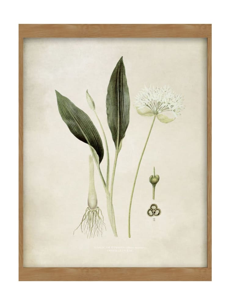Graham & Brown Green Allium Ursinum Wood Frame - Image 2 of 4