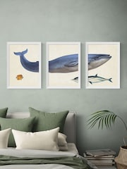 East End Prints Set of 3 White Whale Wall Arts Prints by Natural History Museum - Image 1 of 2