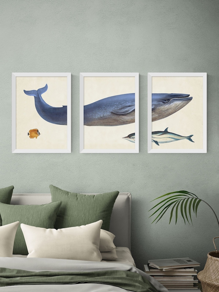 East End Prints Set of 3 White Whale Wall Arts Prints by Natural History Museum - Image 1 of 2
