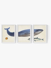 East End Prints Set of 3 White Whale Wall Arts Prints by Natural History Museum - Image 2 of 2