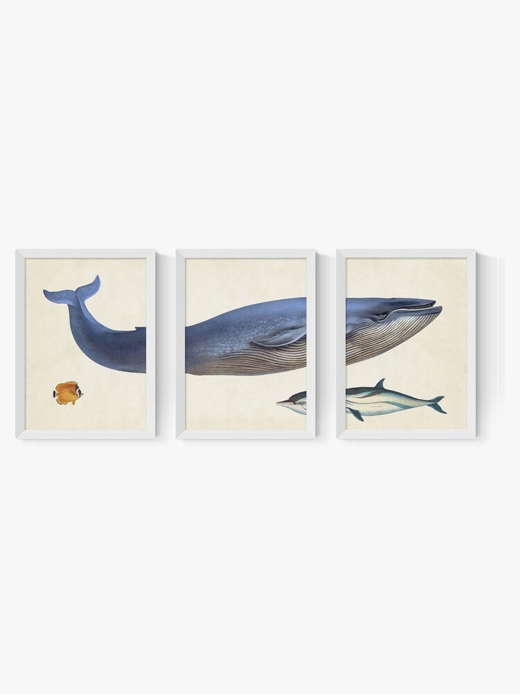 East End Prints Set of 3 White Whale Wall Arts Prints by Natural History Museum - Image 2 of 2