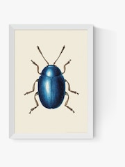 East End Prints White Mustard Beetle Print Wall Art by Natural History Museum - Image 2 of 2