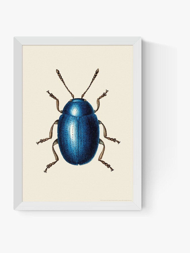 East End Prints White Mustard Beetle Print Wall Art by Natural History Museum - Image 2 of 2